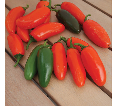 Насіння перцю гострого  Халапеньо ньюмекс оранж спайс (Jalapeno Numex Orange Spice)